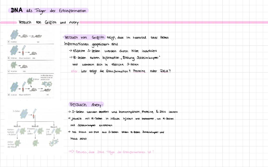 DNA als Träger der Erbinformation: Avery, Griffith und Chromosomen Arbeitsblatt