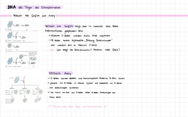 Know DNA als Träger der Erbinformation  thumbnail