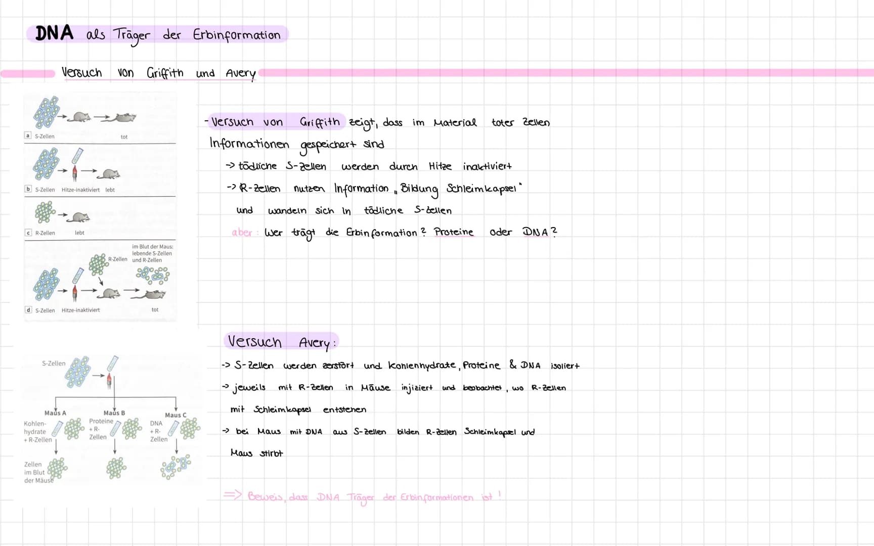 DNA als Träger der Erbinformation
Versuch von Griffith und Avery
a S-Zellen
b S-Zellen Hitze-inaktiviert lebt
CR-Zellen
d S-Zellen Hitze-ina