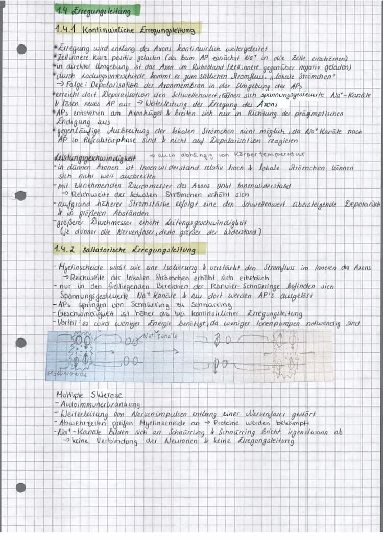 Know Erregungsleitung thumbnail