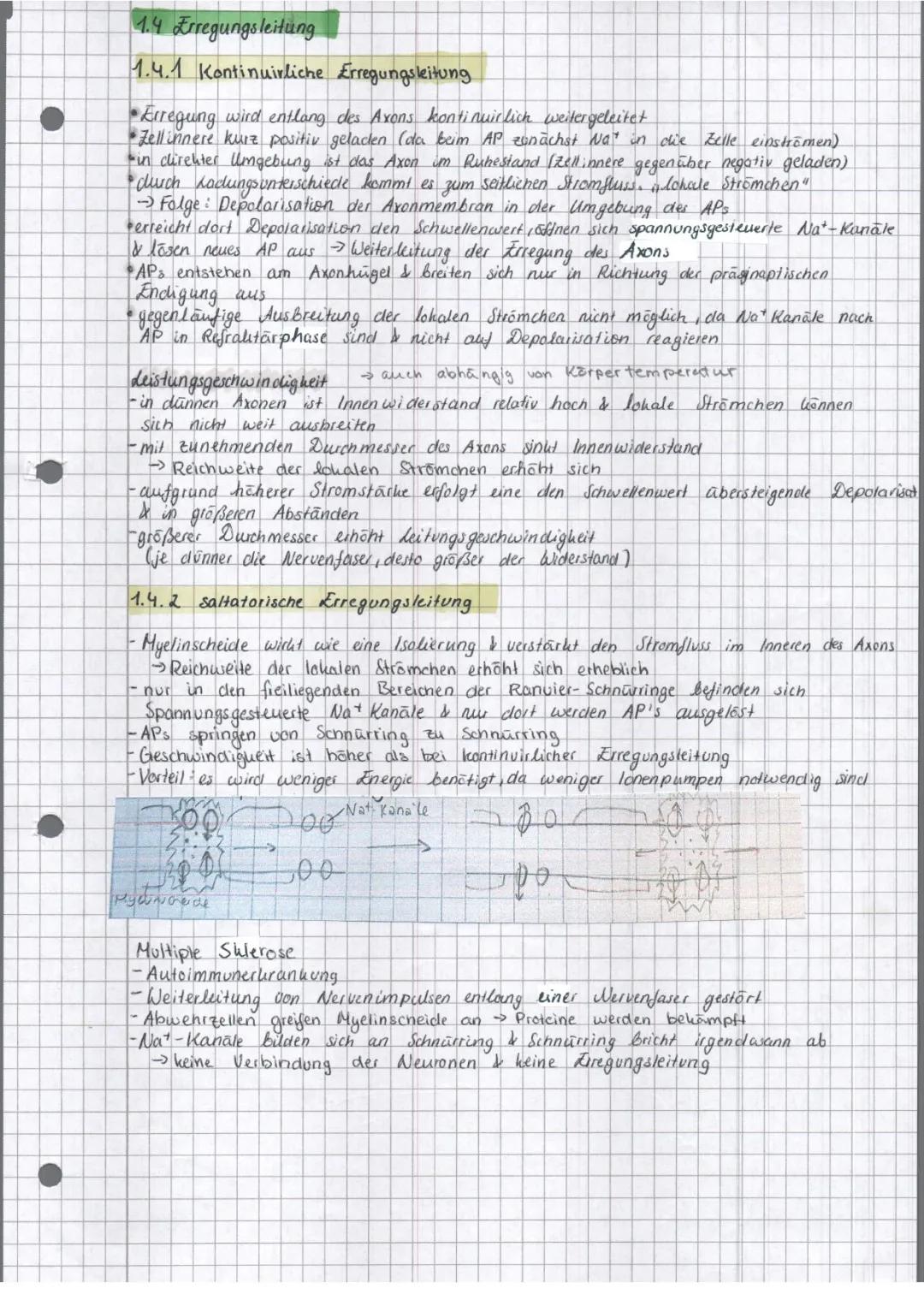 Kontinuierliche und Saltatorische Erregungsleitung: Einfach erklärt!