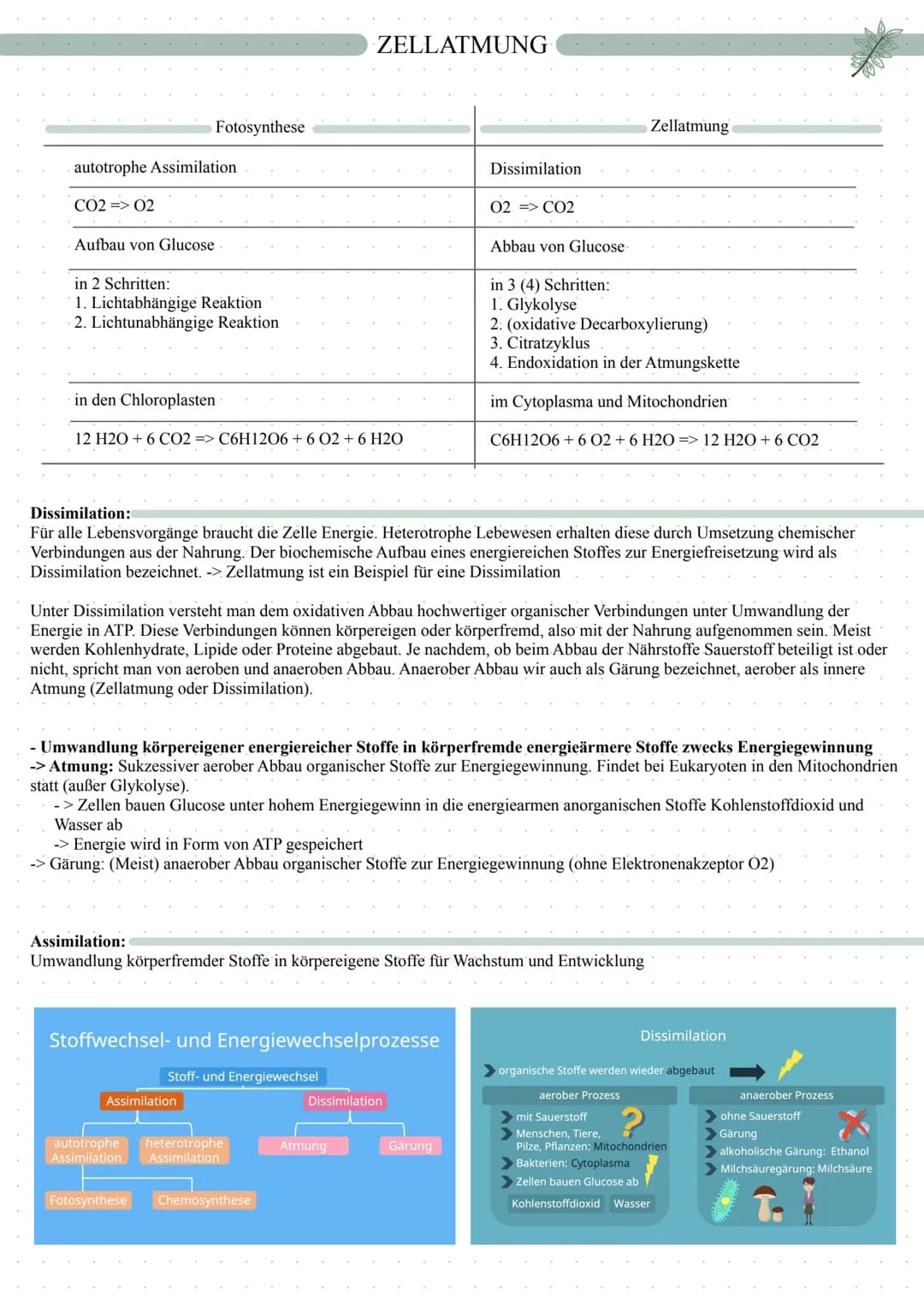 autotrophe Assimilation
CO2 => 02
Aufbau von Glucose
Fotosynthese
in 2 Schritten:
1. Lichtabhängige Reaktion
2. Lichtunabhängige Reaktion
in