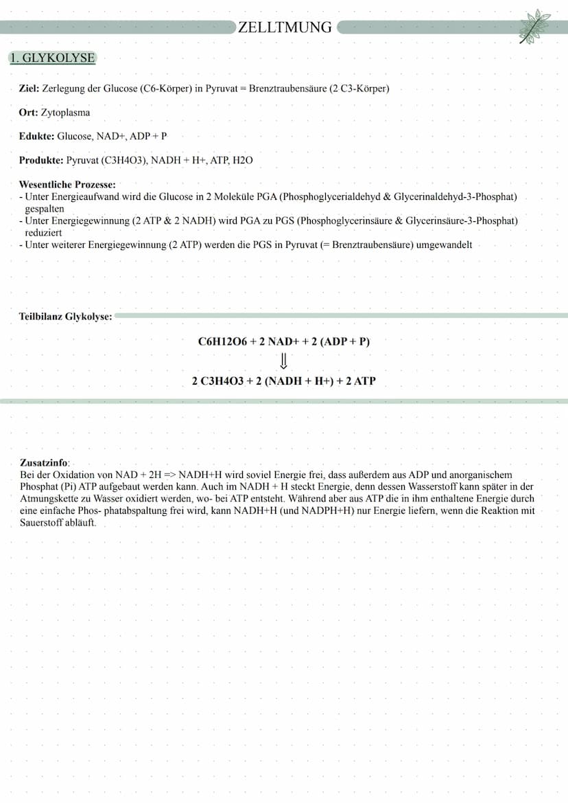 autotrophe Assimilation
CO2 => 02
Aufbau von Glucose
Fotosynthese
in 2 Schritten:
1. Lichtabhängige Reaktion
2. Lichtunabhängige Reaktion
in