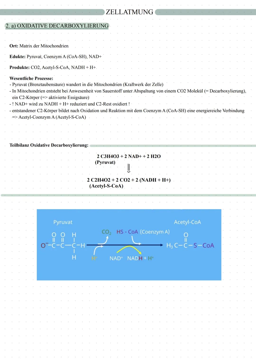 autotrophe Assimilation
CO2 => 02
Aufbau von Glucose
Fotosynthese
in 2 Schritten:
1. Lichtabhängige Reaktion
2. Lichtunabhängige Reaktion
in