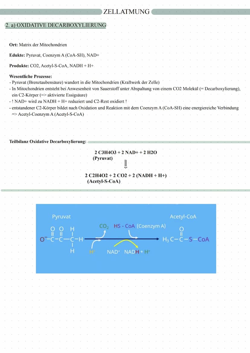 autotrophe Assimilation
CO2 => 02
Aufbau von Glucose
Fotosynthese
in 2 Schritten:
1. Lichtabhängige Reaktion
2. Lichtunabhängige Reaktion
in