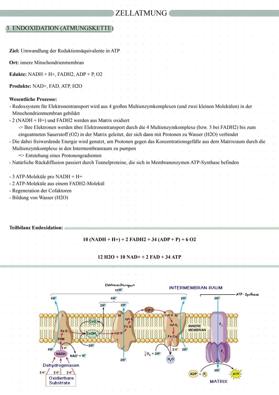 autotrophe Assimilation
CO2 => 02
Aufbau von Glucose
Fotosynthese
in 2 Schritten:
1. Lichtabhängige Reaktion
2. Lichtunabhängige Reaktion
in