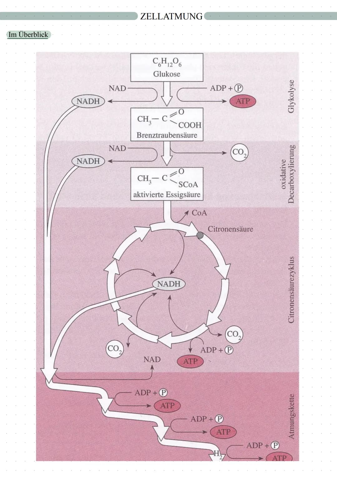 autotrophe Assimilation
CO2 => 02
Aufbau von Glucose
Fotosynthese
in 2 Schritten:
1. Lichtabhängige Reaktion
2. Lichtunabhängige Reaktion
in