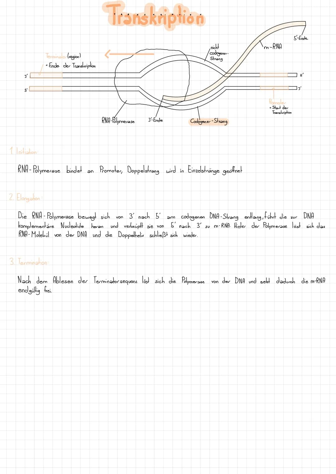 Nucleotid Grundbaustein der DNA
L>besteht aus:
- Zucker (Desoxyribose)
Phosphatgruppe gebunden
Base (gebunden
Schluss:
U.
=
am Zucker):
so w