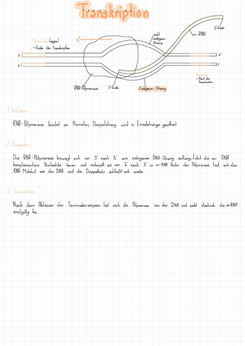 Nucleotid Grundbaustein der DNA
L>besteht aus:
- Zucker (Desoxyribose)
Phosphatgruppe gebunden
Base (gebunden
Schluss:
U.
=
am Zucker):
so w