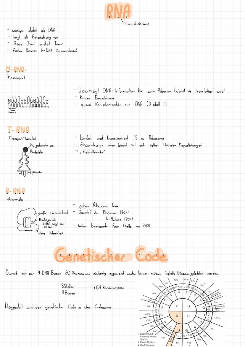 Nucleotid Grundbaustein der DNA
L>besteht aus:
- Zucker (Desoxyribose)
Phosphatgruppe gebunden
Base (gebunden
Schluss:
U.
=
am Zucker):
so w