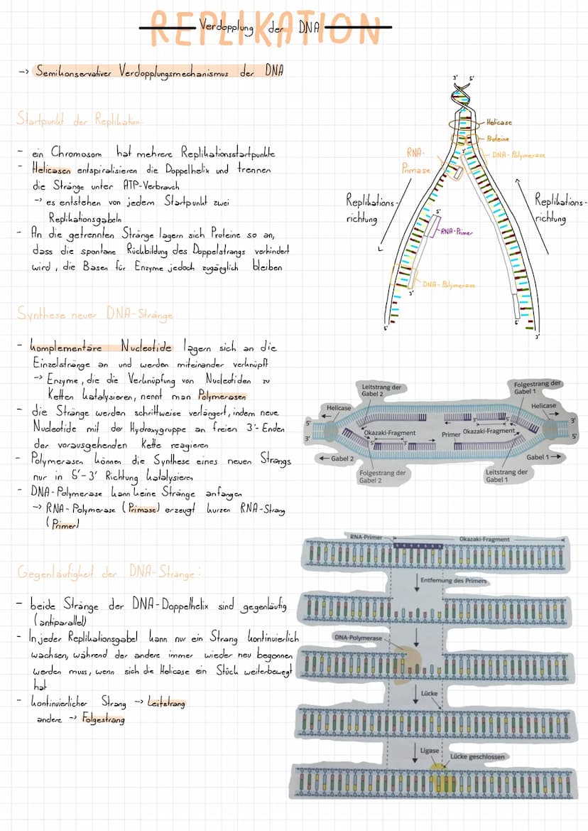 Nucleotid Grundbaustein der DNA
L>besteht aus:
- Zucker (Desoxyribose)
Phosphatgruppe gebunden
Base (gebunden
Schluss:
U.
=
am Zucker):
so w