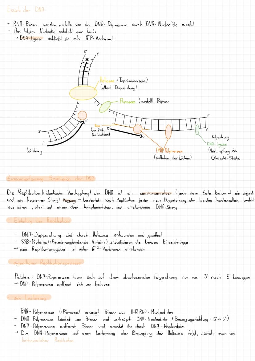 Nucleotid Grundbaustein der DNA
L>besteht aus:
- Zucker (Desoxyribose)
Phosphatgruppe gebunden
Base (gebunden
Schluss:
U.
=
am Zucker):
so w