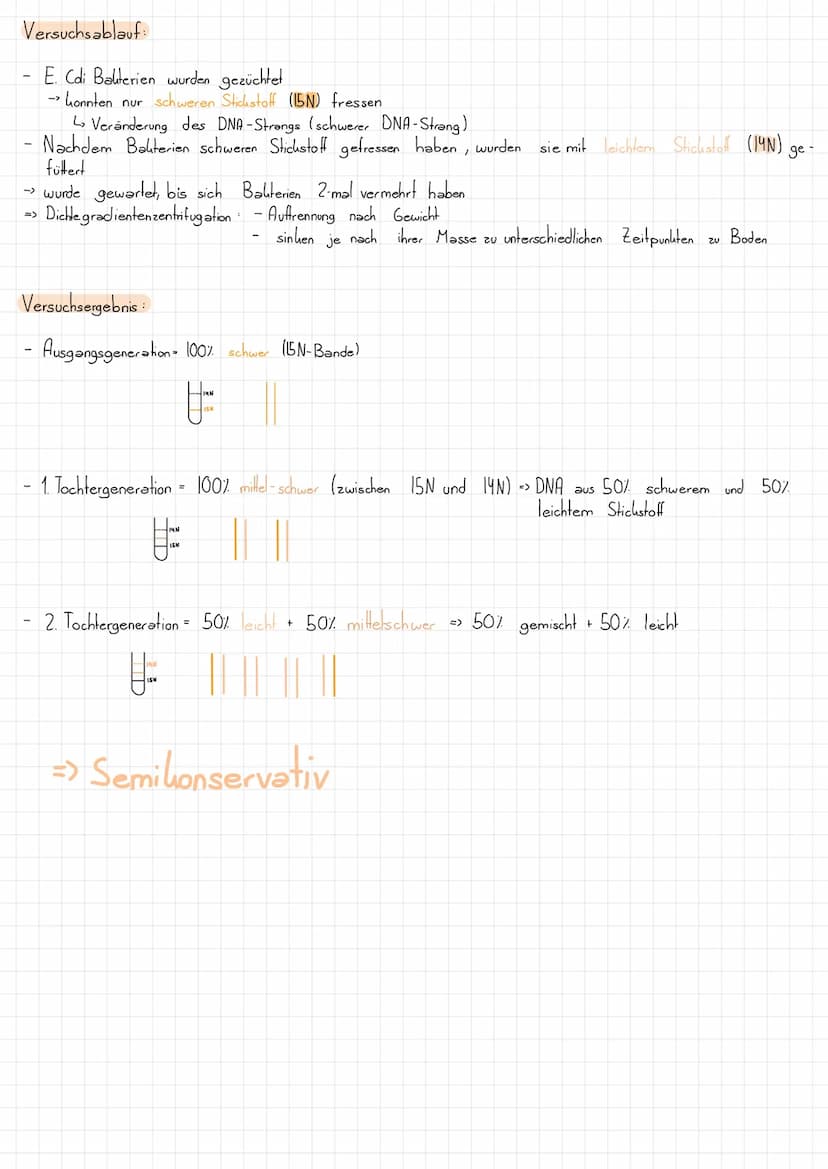 Nucleotid Grundbaustein der DNA
L>besteht aus:
- Zucker (Desoxyribose)
Phosphatgruppe gebunden
Base (gebunden
Schluss:
U.
=
am Zucker):
so w