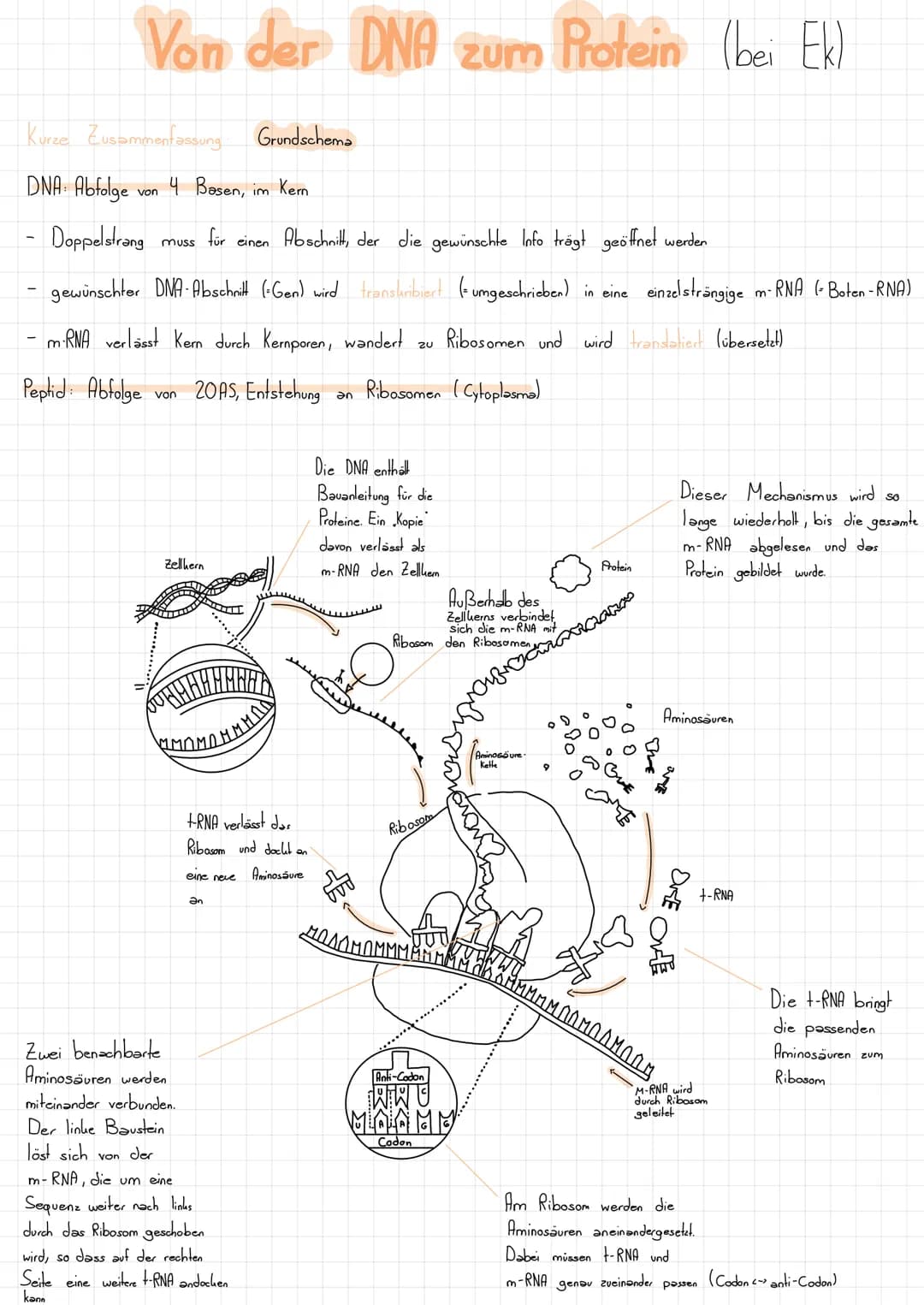 Nucleotid Grundbaustein der DNA
L>besteht aus:
- Zucker (Desoxyribose)
Phosphatgruppe gebunden
Base (gebunden
Schluss:
U.
=
am Zucker):
so w