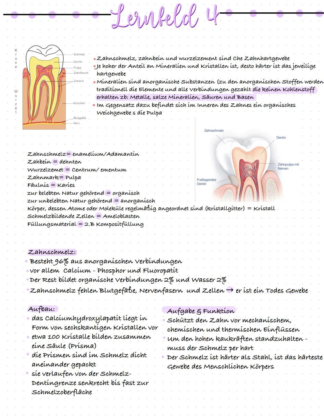 WOLNO
Schmelz
-Dentin
-Pulpa
-Zahnfleisch
Zement
Knochen
Blutgefäß
Nerv
Lernfeld if
나
•Zahnschmelz, zahnbein und wurzelzement sind Che Zahnh