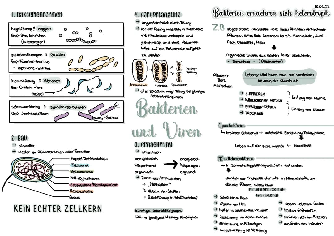 Bakterien und Viren