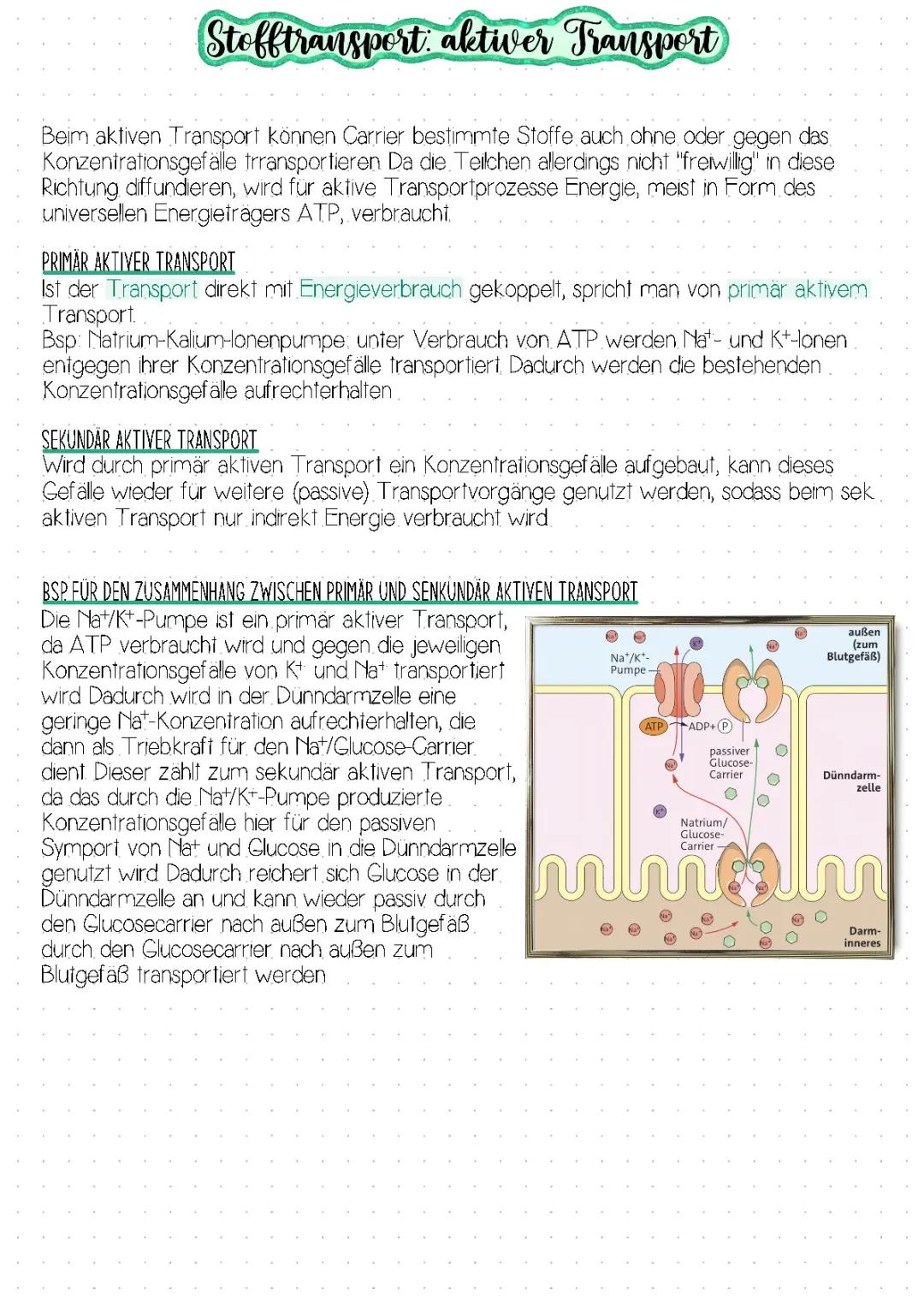 Stofftransport: aktiver Transport