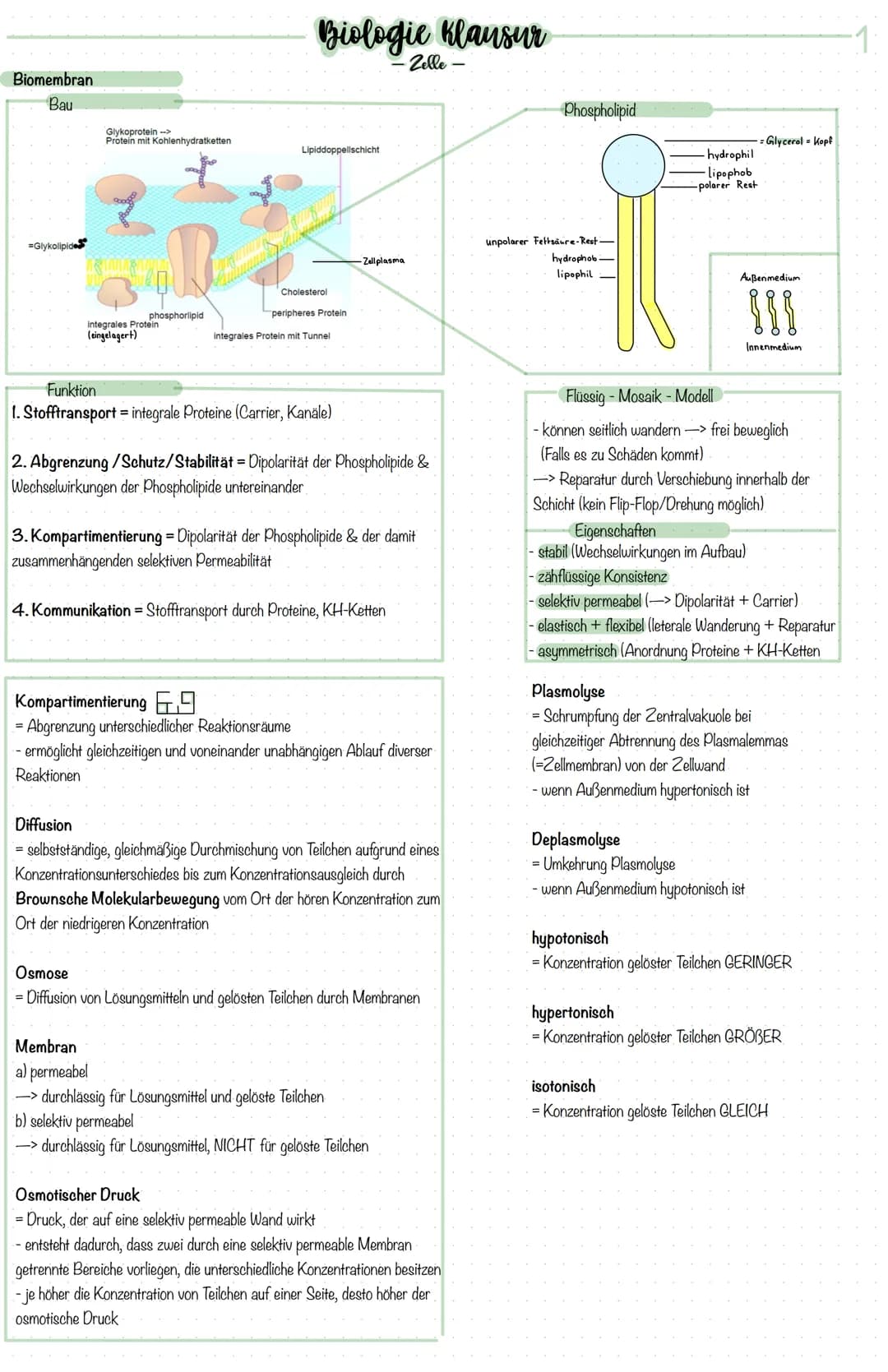 Biomembran
Bau
Glykoprotein -->
Protein mit Kohlenhydratketten
2008
integrales Protein
(eingelagert)
R
phosphorlipid
Biologie Klausur
-Zelle