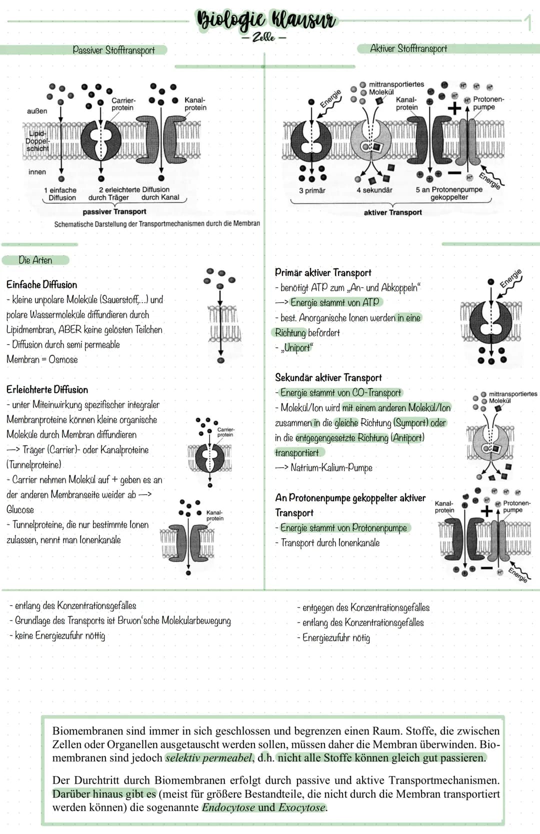 Biomembran
Bau
Glykoprotein -->
Protein mit Kohlenhydratketten
2008
integrales Protein
(eingelagert)
R
phosphorlipid
Biologie Klausur
-Zelle