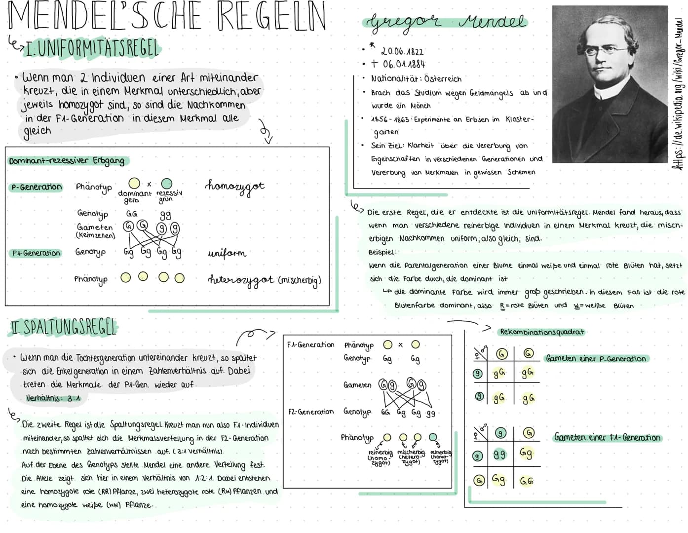 MENDEL'SCHE REGELN Gregor Mendel
учедом
UNIFORMITATSREGEL
• Wenn man 2 Individuen einer Art miteinander
kreuzt, die in einem Merkmal untersc