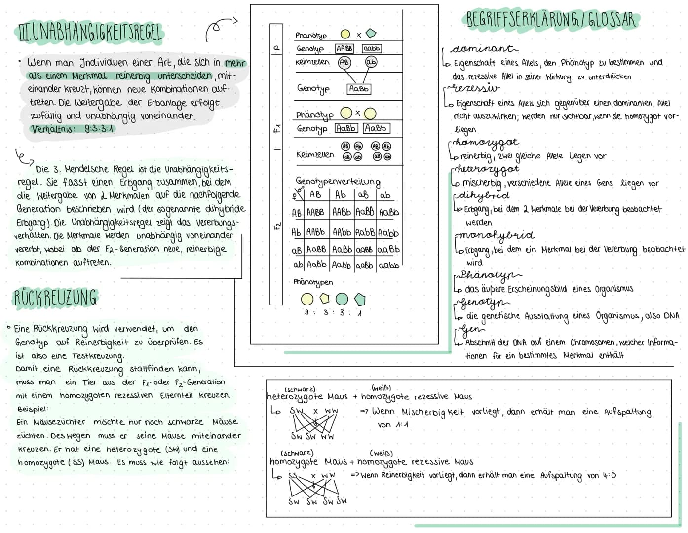 MENDEL'SCHE REGELN Gregor Mendel
учедом
UNIFORMITATSREGEL
• Wenn man 2 Individuen einer Art miteinander
kreuzt, die in einem Merkmal untersc