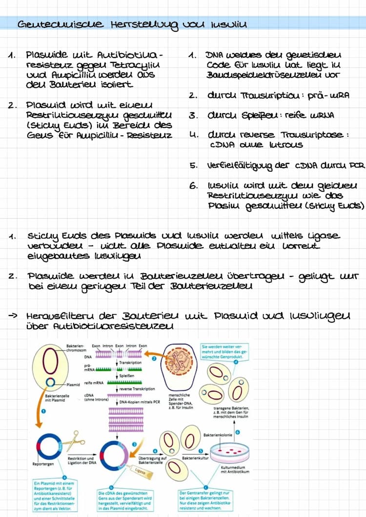 Know Gentechnische Herstellung Insulin thumbnail