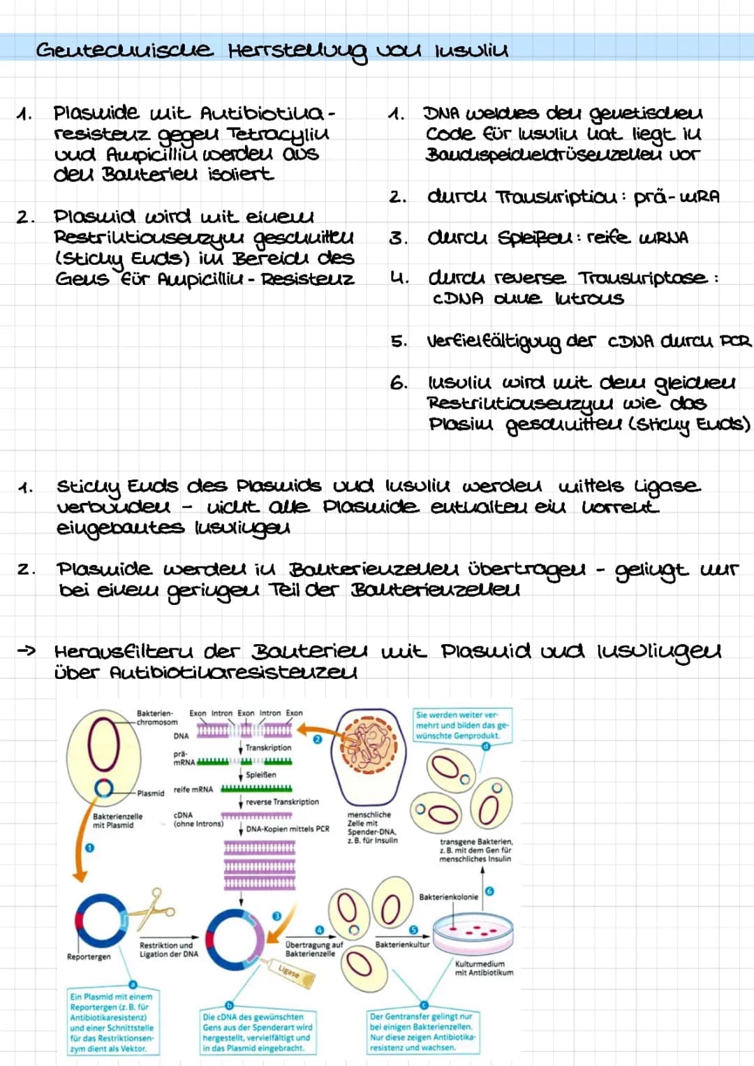 So wird Insulin hergestellt: Plasmid-Technologie und coole Bakterien