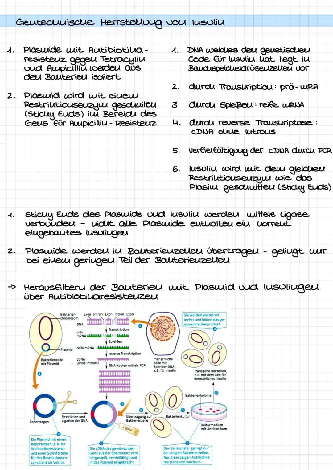 1.
Geutechnische Herrstellung vou lusuliu
2.
1.
2.
Plaswide wit Autibiotika -
resisteuz gegen Tetracyliu
vud Ampicilliu werden aus
deu Baute
