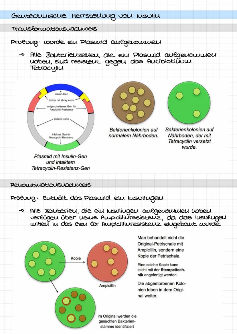 1.
Geutechnische Herrstellung vou lusuliu
2.
1.
2.
Plaswide wit Autibiotika -
resisteuz gegen Tetracyliu
vud Ampicilliu werden aus
deu Baute