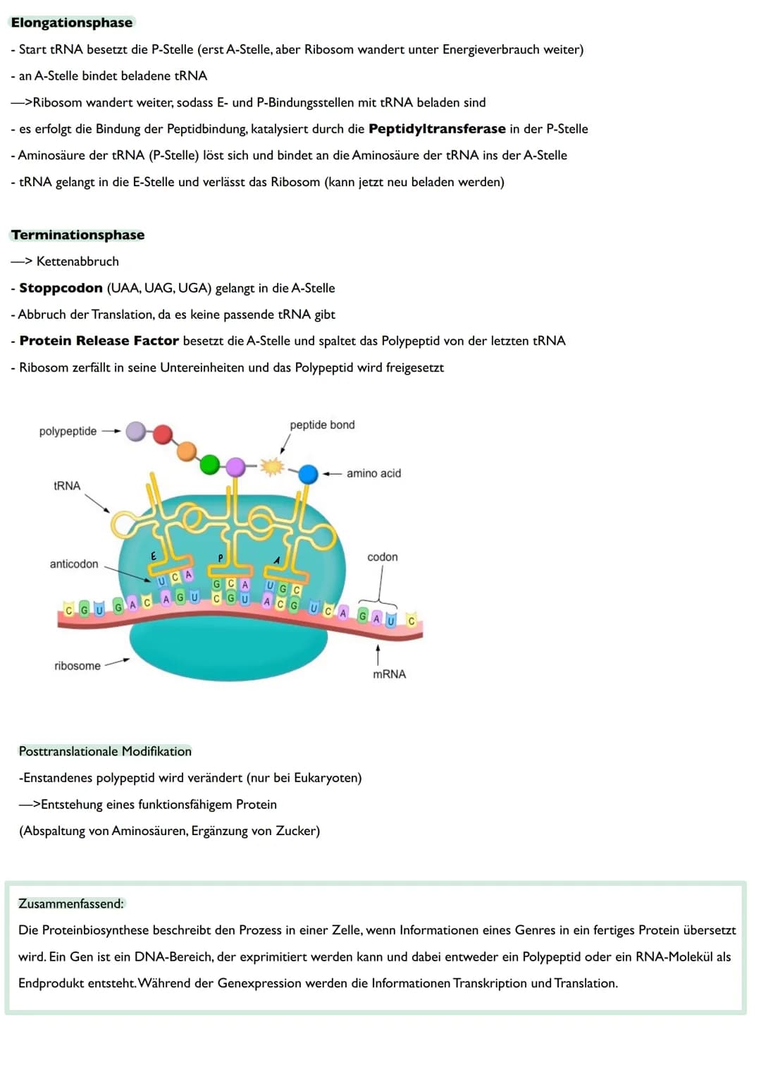 Abitur
Biologie
0² Von der DNA zum Protein
Aufbau der DNA
Desoxyribonukleinsäure (DNS)
Träger der Erbinformation
enthält Informationen einer