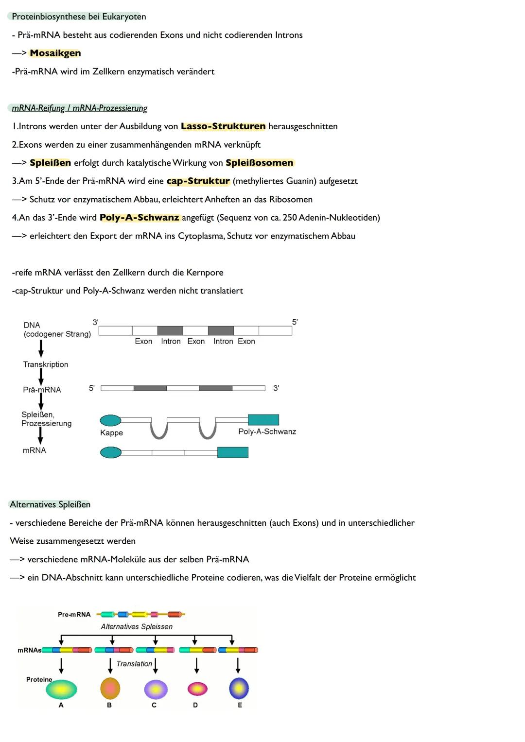 Abitur
Biologie
0² Von der DNA zum Protein
Aufbau der DNA
Desoxyribonukleinsäure (DNS)
Träger der Erbinformation
enthält Informationen einer