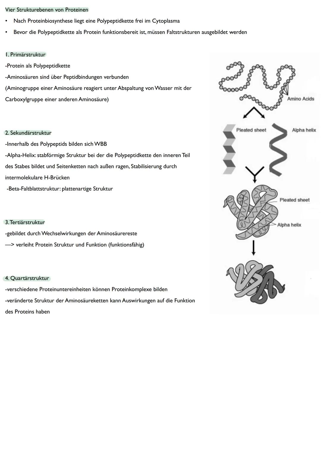 Abitur
Biologie
0² Von der DNA zum Protein
Aufbau der DNA
Desoxyribonukleinsäure (DNS)
Träger der Erbinformation
enthält Informationen einer