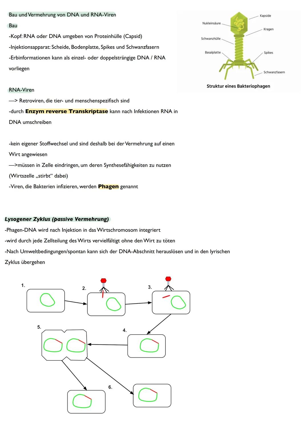 Abitur
Biologie
0² Von der DNA zum Protein
Aufbau der DNA
Desoxyribonukleinsäure (DNS)
Träger der Erbinformation
enthält Informationen einer