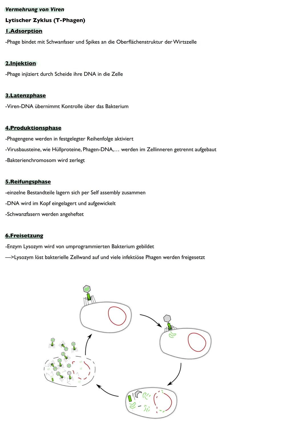 Abitur
Biologie
0² Von der DNA zum Protein
Aufbau der DNA
Desoxyribonukleinsäure (DNS)
Träger der Erbinformation
enthält Informationen einer