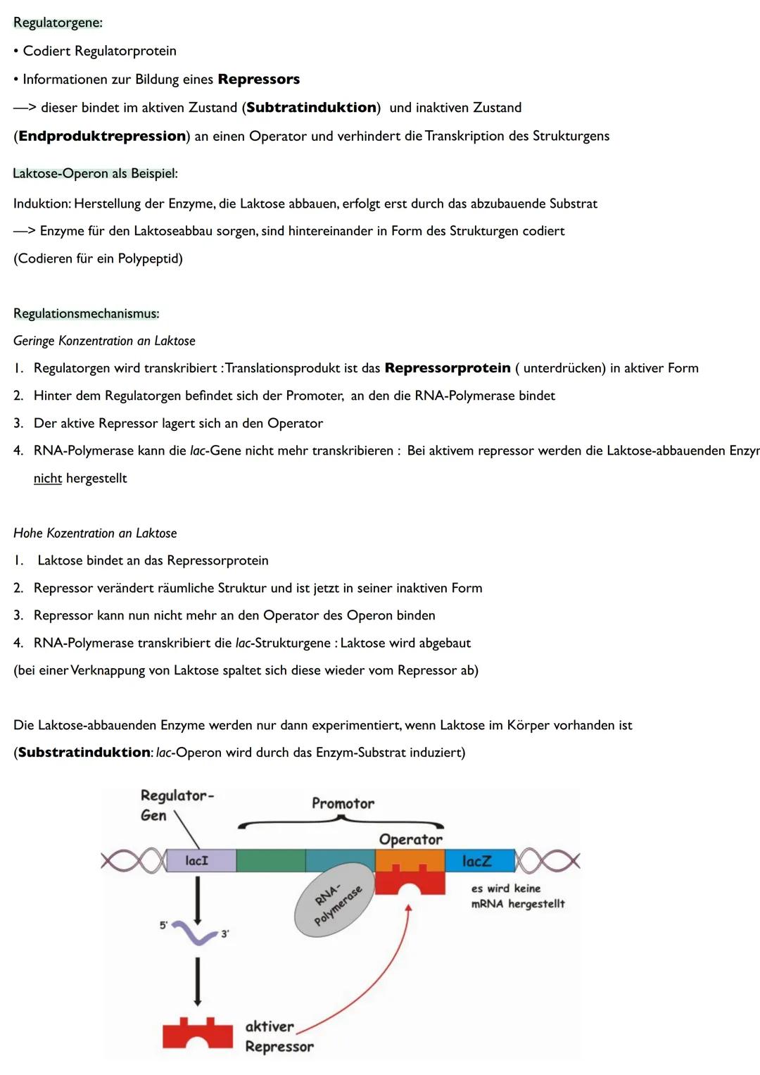 Abitur
Biologie
0² Von der DNA zum Protein
Aufbau der DNA
Desoxyribonukleinsäure (DNS)
Träger der Erbinformation
enthält Informationen einer