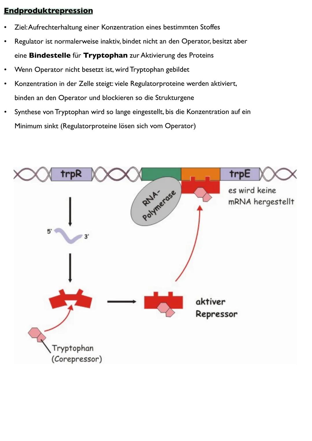 Abitur
Biologie
0² Von der DNA zum Protein
Aufbau der DNA
Desoxyribonukleinsäure (DNS)
Träger der Erbinformation
enthält Informationen einer