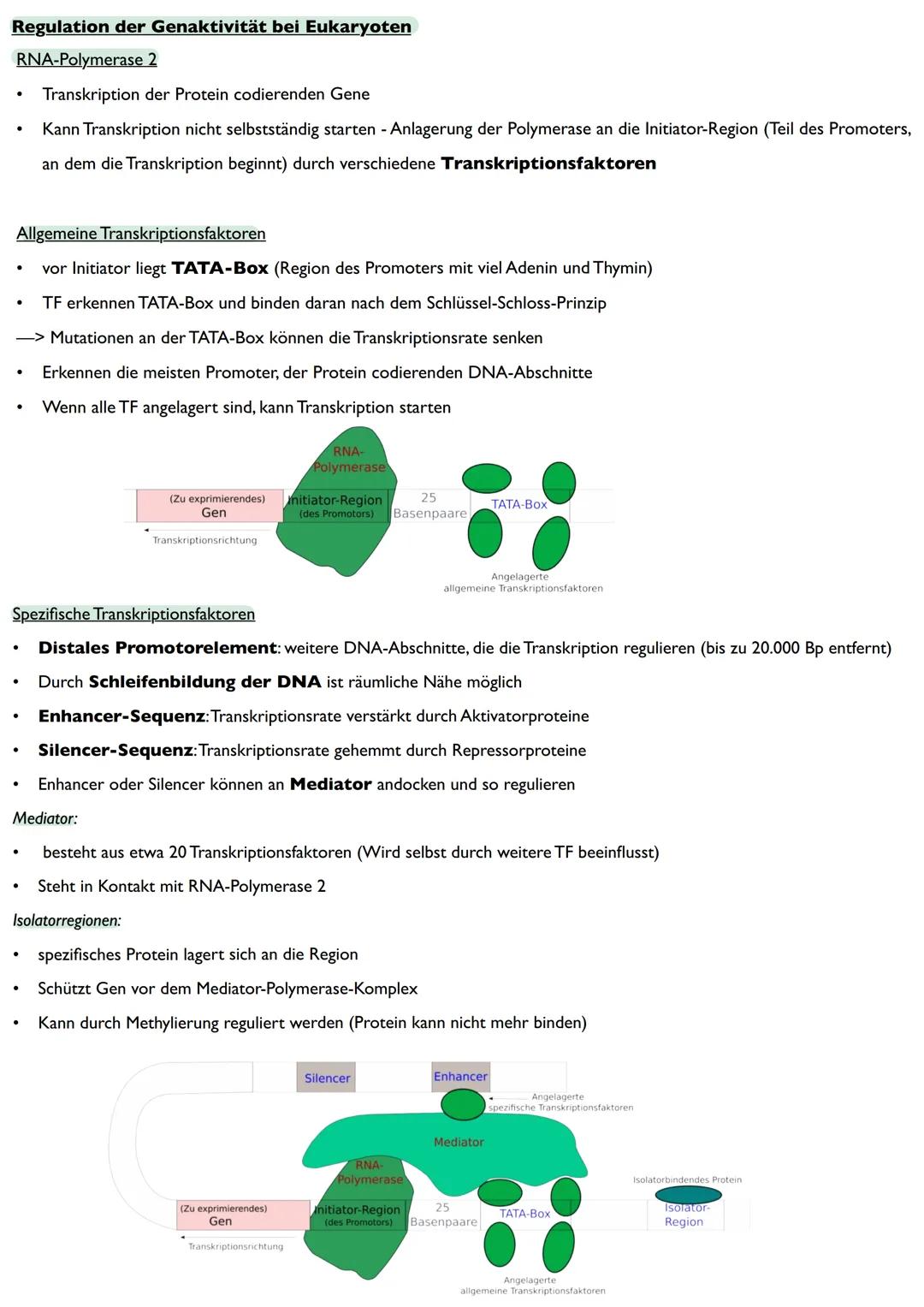 Abitur
Biologie
0² Von der DNA zum Protein
Aufbau der DNA
Desoxyribonukleinsäure (DNS)
Träger der Erbinformation
enthält Informationen einer