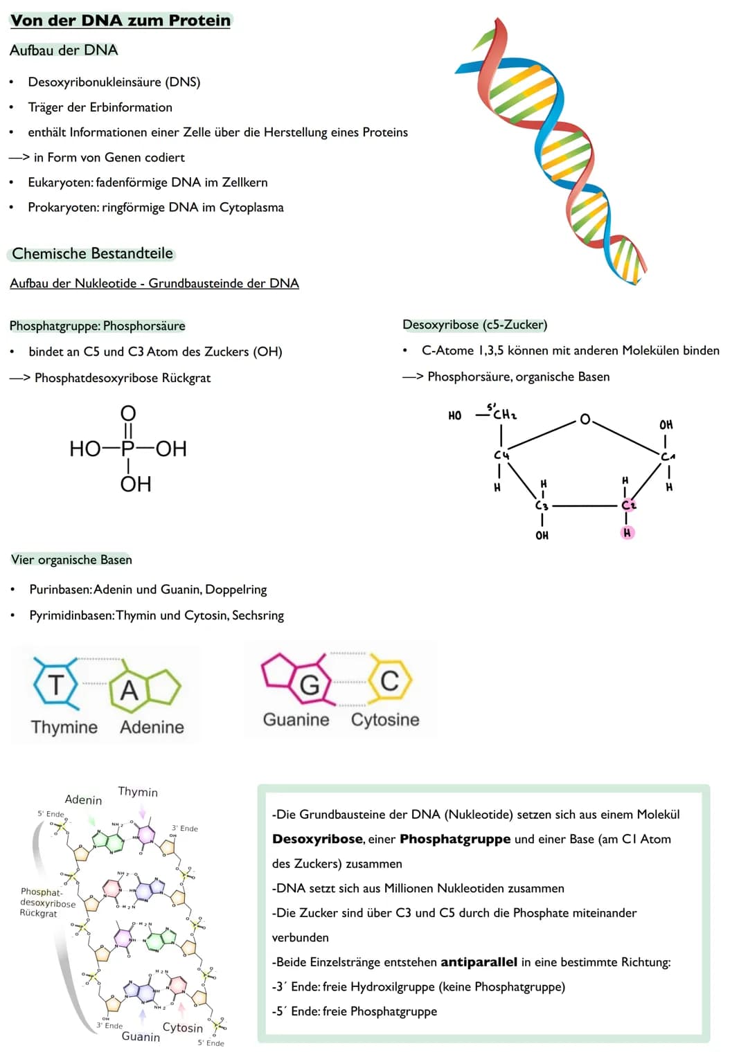 Abitur
Biologie
0² Von der DNA zum Protein
Aufbau der DNA
Desoxyribonukleinsäure (DNS)
Träger der Erbinformation
enthält Informationen einer