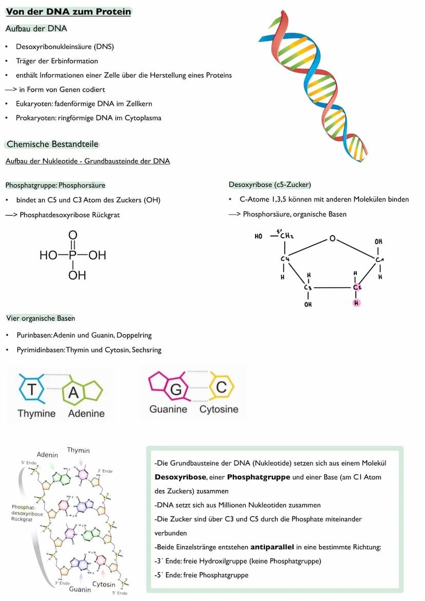 Abitur
Biologie
0² Von der DNA zum Protein
Aufbau der DNA
Desoxyribonukleinsäure (DNS)
Träger der Erbinformation
enthält Informationen einer