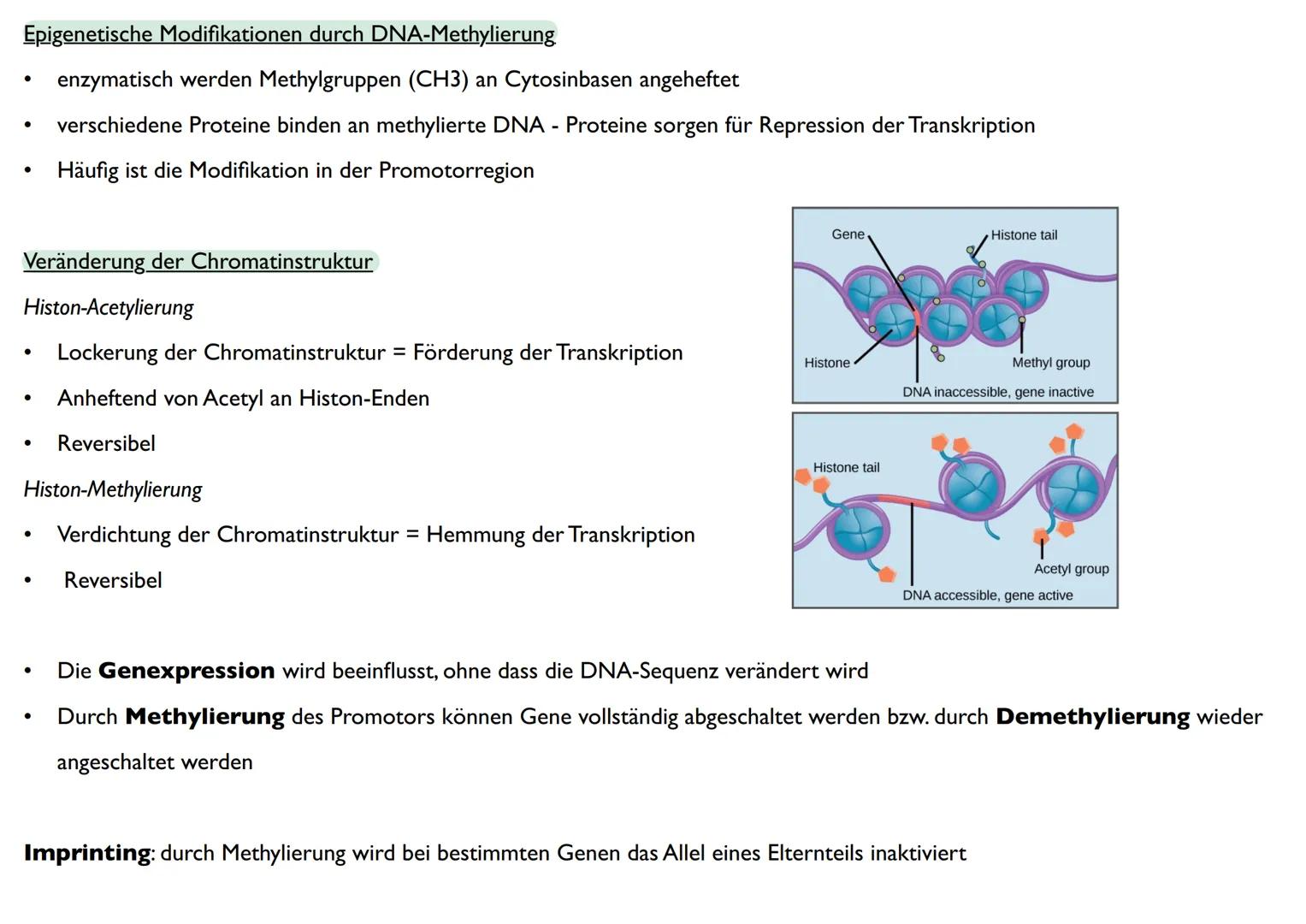 Abitur
Biologie
0² Von der DNA zum Protein
Aufbau der DNA
Desoxyribonukleinsäure (DNS)
Träger der Erbinformation
enthält Informationen einer