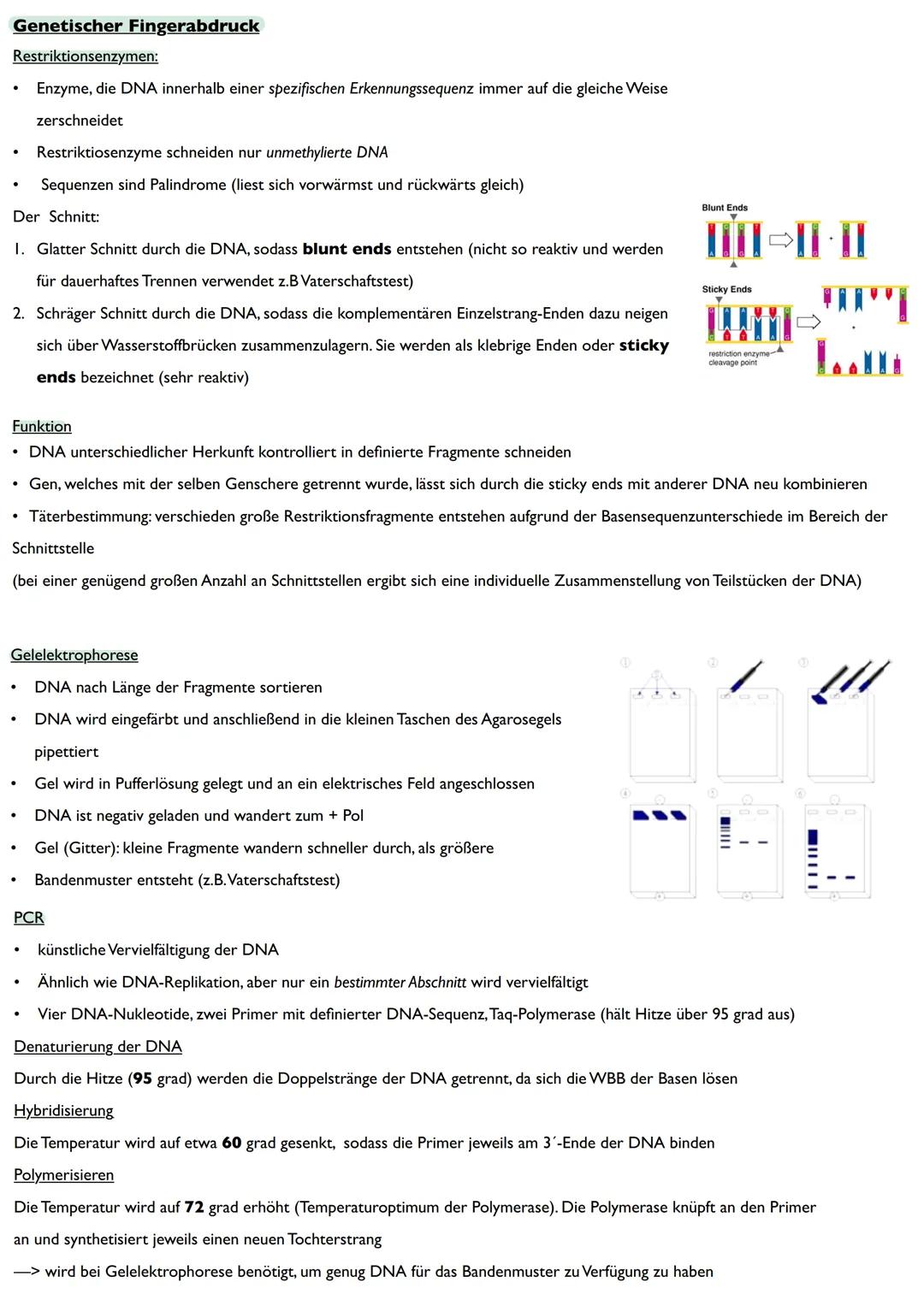 Abitur
Biologie
0² Von der DNA zum Protein
Aufbau der DNA
Desoxyribonukleinsäure (DNS)
Träger der Erbinformation
enthält Informationen einer