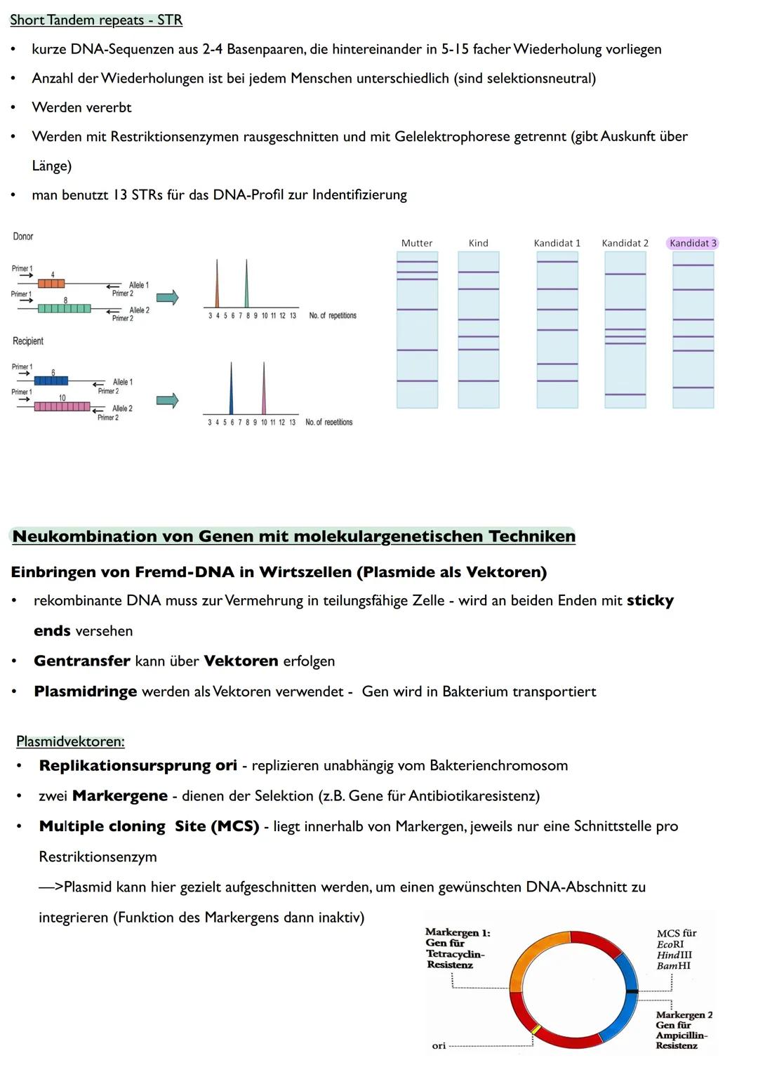 Abitur
Biologie
0² Von der DNA zum Protein
Aufbau der DNA
Desoxyribonukleinsäure (DNS)
Träger der Erbinformation
enthält Informationen einer