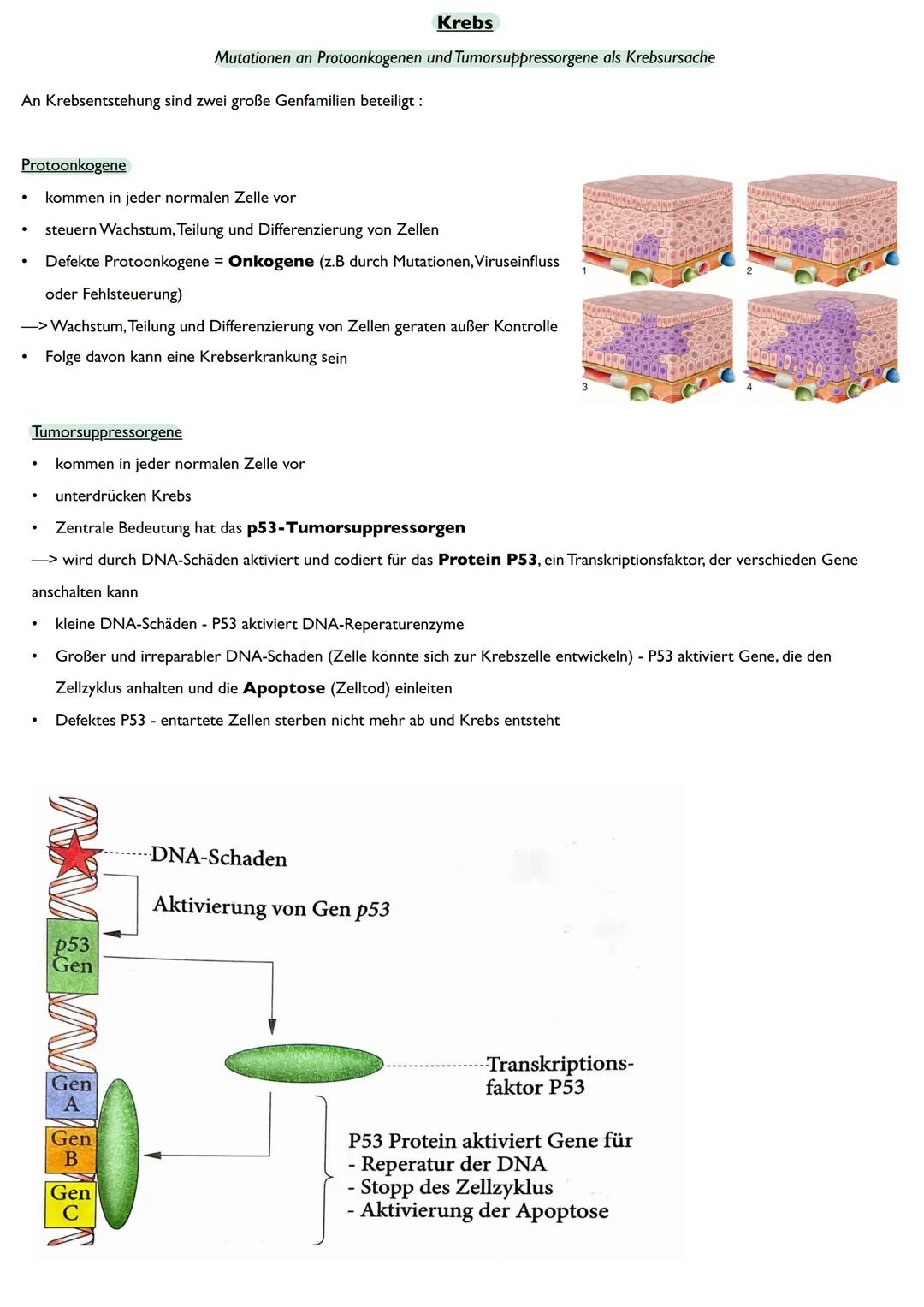 Abitur
Biologie
0² Von der DNA zum Protein
Aufbau der DNA
Desoxyribonukleinsäure (DNS)
Träger der Erbinformation
enthält Informationen einer