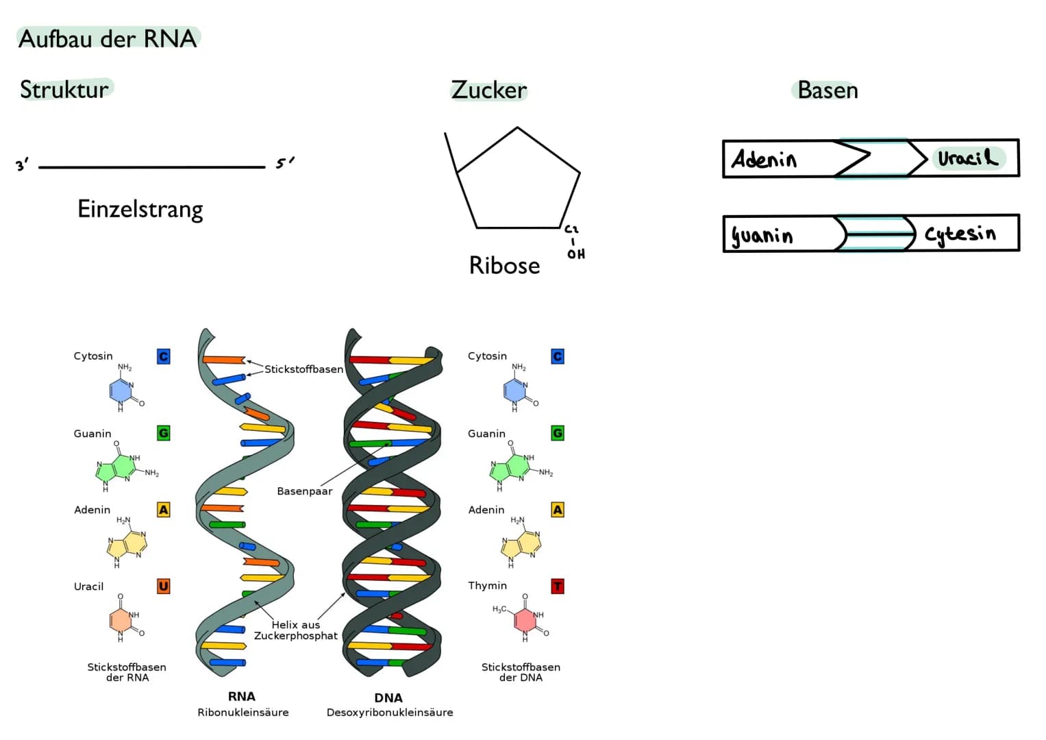 Abitur
Biologie
0² Von der DNA zum Protein
Aufbau der DNA
Desoxyribonukleinsäure (DNS)
Träger der Erbinformation
enthält Informationen einer