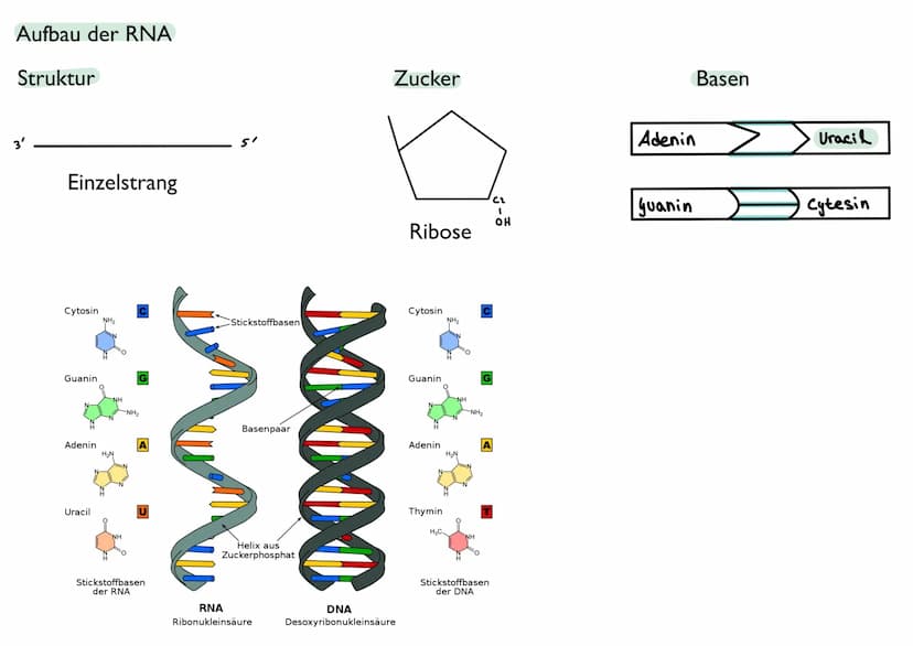 Abitur
Biologie
0² Von der DNA zum Protein
Aufbau der DNA
Desoxyribonukleinsäure (DNS)
Träger der Erbinformation
enthält Informationen einer