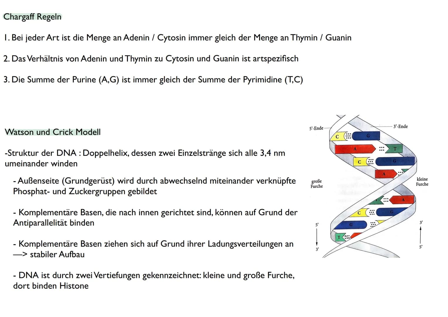 Abitur
Biologie
0² Von der DNA zum Protein
Aufbau der DNA
Desoxyribonukleinsäure (DNS)
Träger der Erbinformation
enthält Informationen einer