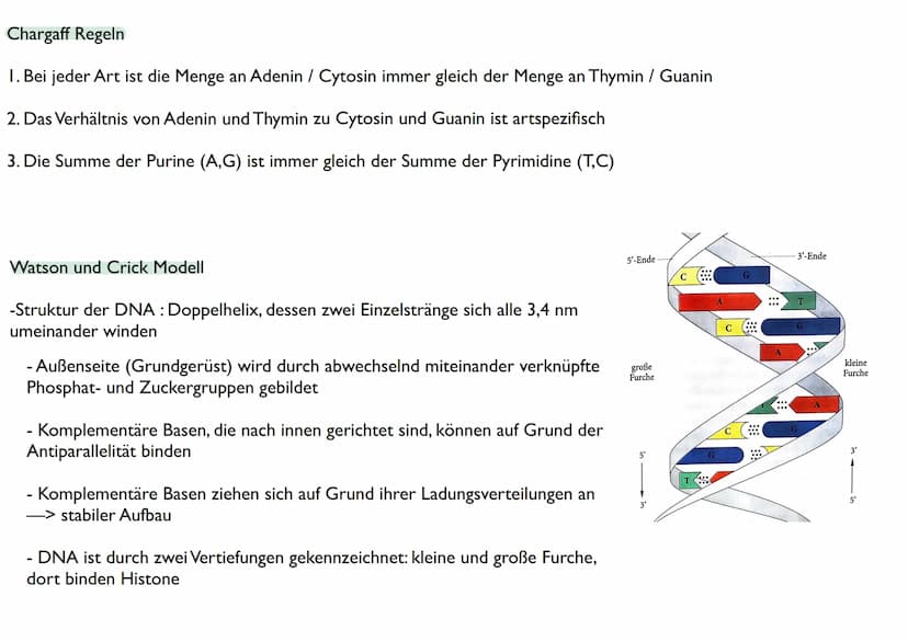 Abitur
Biologie
0² Von der DNA zum Protein
Aufbau der DNA
Desoxyribonukleinsäure (DNS)
Träger der Erbinformation
enthält Informationen einer