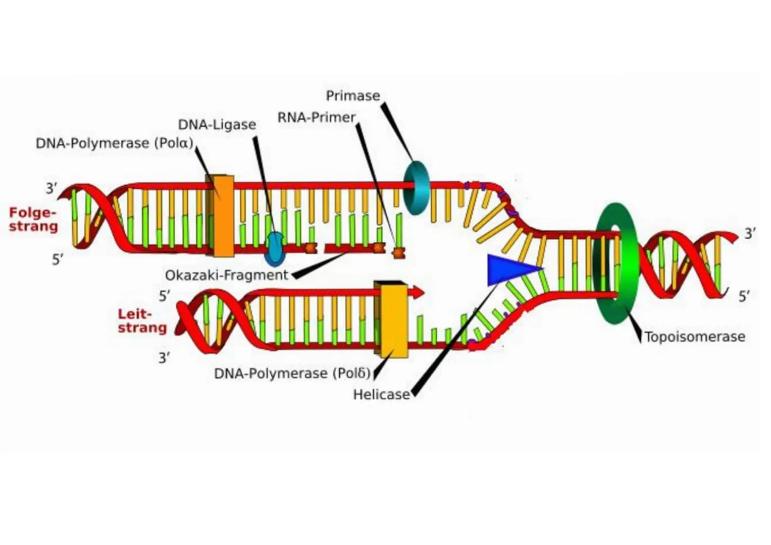 Abitur
Biologie
0² Von der DNA zum Protein
Aufbau der DNA
Desoxyribonukleinsäure (DNS)
Träger der Erbinformation
enthält Informationen einer