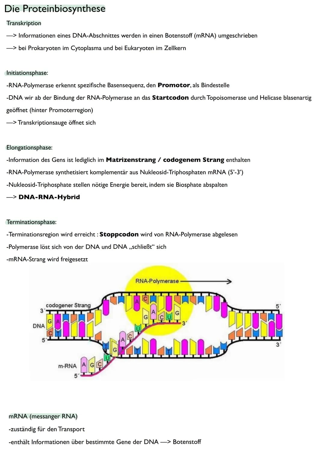 Abitur
Biologie
0² Von der DNA zum Protein
Aufbau der DNA
Desoxyribonukleinsäure (DNS)
Träger der Erbinformation
enthält Informationen einer