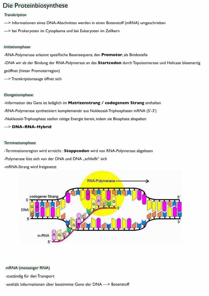 Abitur
Biologie
0² Von der DNA zum Protein
Aufbau der DNA
Desoxyribonukleinsäure (DNS)
Träger der Erbinformation
enthält Informationen einer